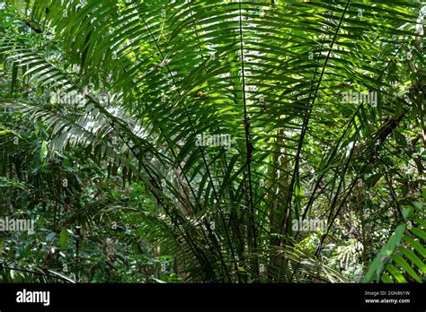 Peruvian Amazon rainforest Stock Photo - Alamy