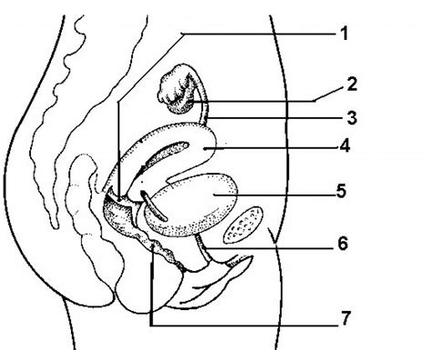 Female Reproductive System Part 2 Diagram Quizlet