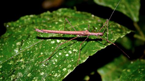 Download Walkingstick Insecton Leaf Wallpaper