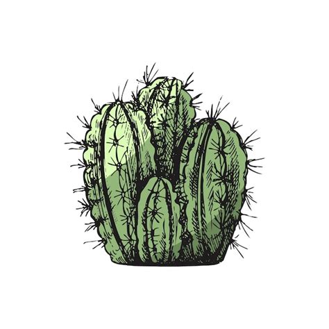 Esbozo Vectorial De Color Dibujado A Mano De Un Cactus Elemento Aislado