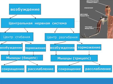 Мышечная система. Типы мышечной ткани - презентация онлайн
