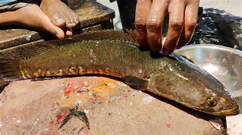 Amazing Huge Murral Fish Cutting Skills In Bangladesh Fish Market