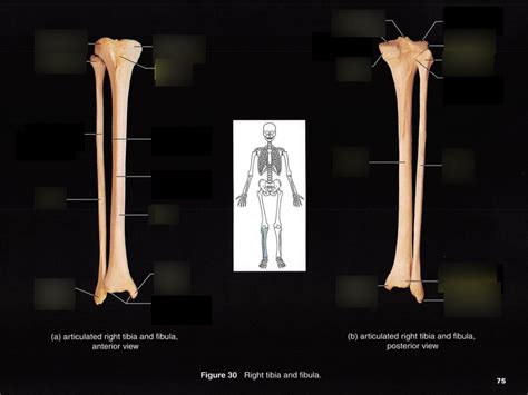 Tibia And Fibula Diagram Quizlet