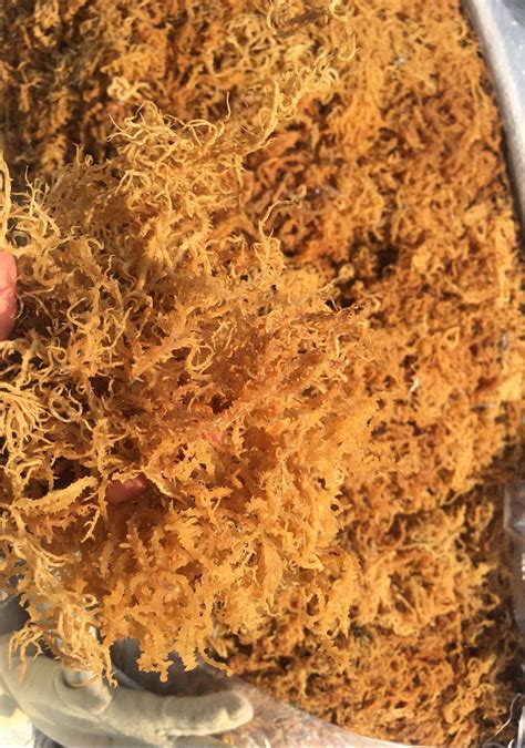 Buy Sea Moss Dried Seaweed 100 Natural From Viet Delta Vietnam