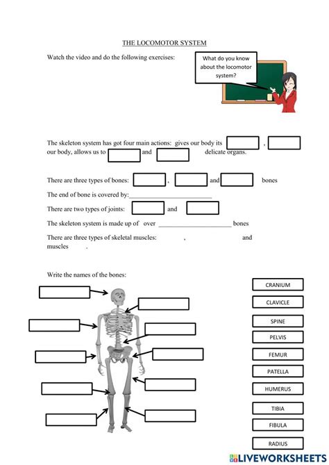 The Locomotor System Interactive Exercise Live Worksheets