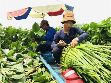 luc binh la gi  nghia phong thuy va cach bay tri  dao