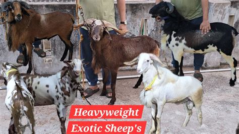 Qurbani Ke Bade Bakre In Pahadi Shareef Heavyweight Exotic Sheeps