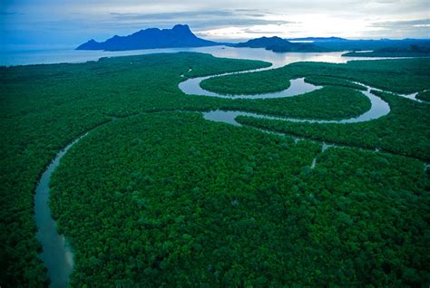 BORNEO RAIN FOREST: PHOTO GALLERIES: Wildlife Photojournalist Tim Laman