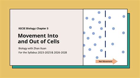 Igcse Biology Chapter 3 Movement Into And Out Of Cells Youtube