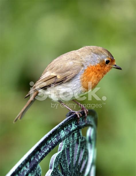 European Robin Stock Photo | Royalty-Free | FreeImages