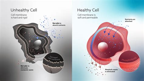 Healthy cells equal a healthy body