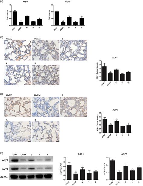 Estradiol Induces MRNA And Protein Of AQP1 And AQP5 Of Lung Tissues