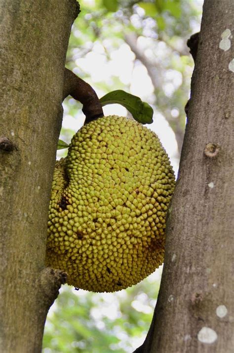 Artocarpus Heterophyllus Fruit Growing Between Its Trunks In The