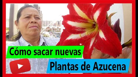 C Mo Sacar Nuevas Plantas De Azucena En Macetas Hermoso Jard N H Youtube