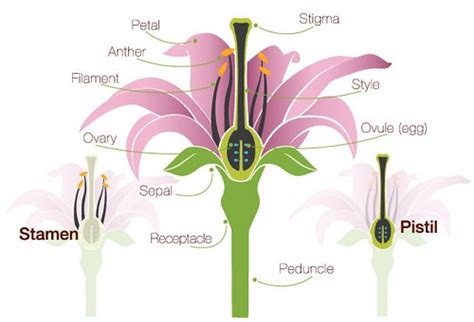 Flower Anatomy The Parts Of A Flower Proflowers Flickr