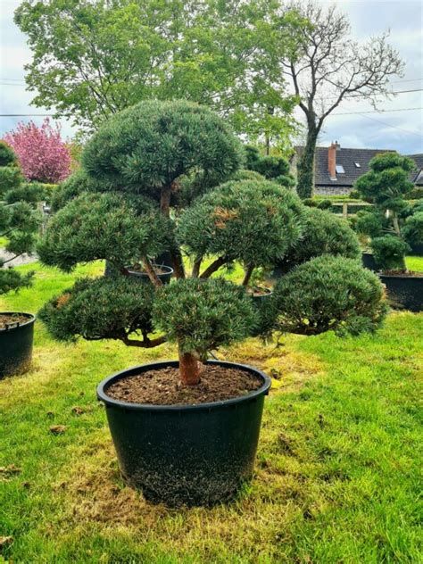 Pinus Mugo Specimen Multi Stem Bonsai Caragh Nurseries