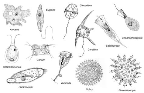 Protozoa - Eukaryotic Microbes