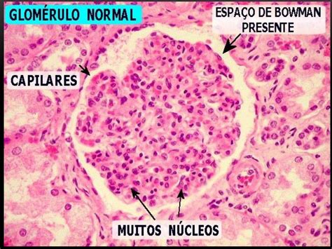 Histologia Del Ri On