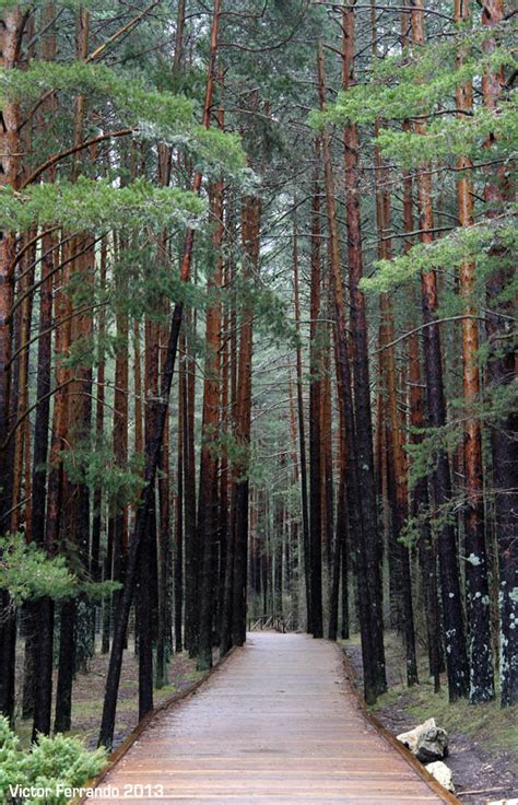 Nacimiento Del R O Cuervo Naturaleza En La Serran A De Cuenca