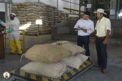 401 millones de kilos de café compraron las Cooperativas de