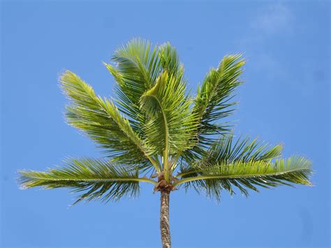 1360x768 Wallpaper Green Coconut Tree Peakpx