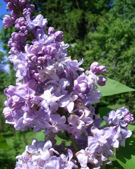 Сирень обыкновенная `Маршал Ланн`, Syringa vulgaris `Marechal Lannes ...