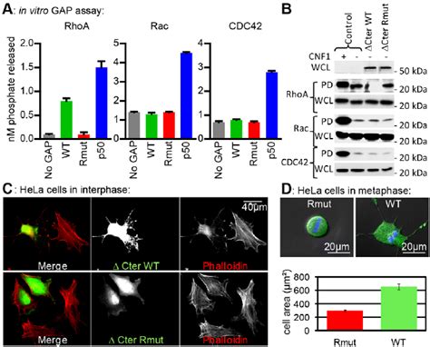 Arhgap Displays Gap Activity On Rhoa But Not Rac Or Cdc A In