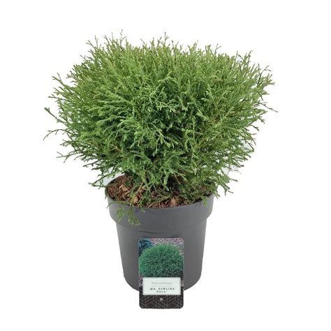 Thuja Occidentalis Mr Bowling Ball Plant Wholesale FlorAccess