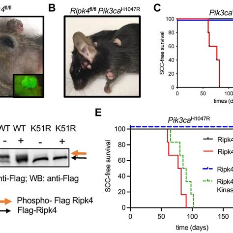 Ripk4 Tumor Suppressor Function Is Dependent On Its Kinase Activity Download Scientific