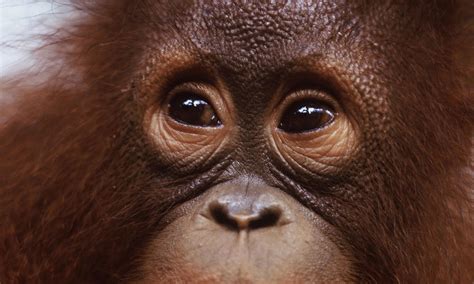 Borneo and Sumatra - Orangutan | Photos | WWF