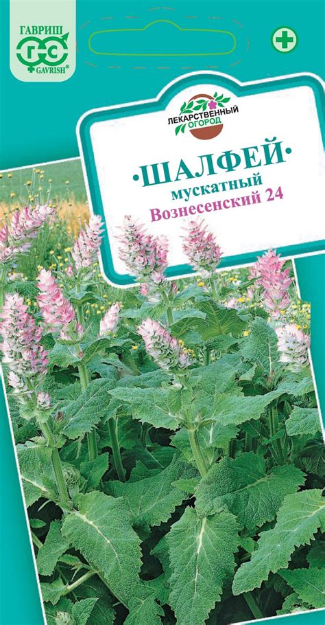 Семена Шалфей Мускатный Вознесенский 24, 0,3г, Гавриш, Лекарственная по ...