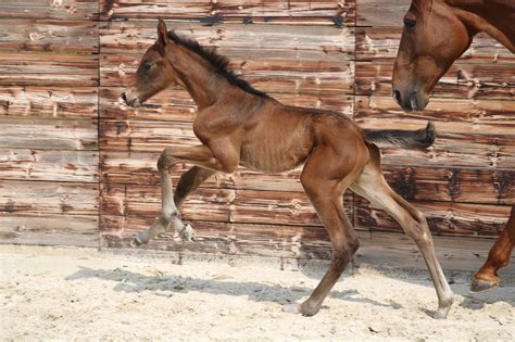 Le Haras Des Coudrettes Natacha Hdc