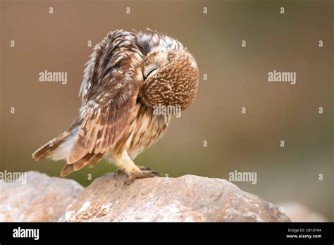 Saharian Little Owl Athene Noctua Saharae Athene Saharae At Plumage