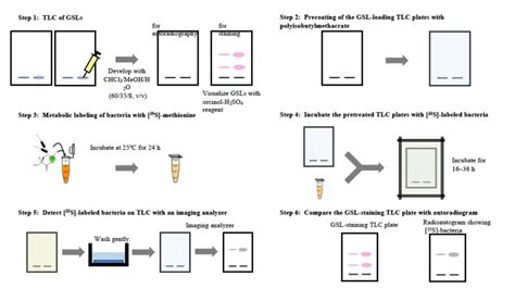 Figure 1 Outline Of Thin Layer Chromatography Overlay