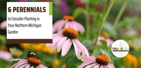 Great Perennial Flowers To Plant In Northern Michigan Trunorth