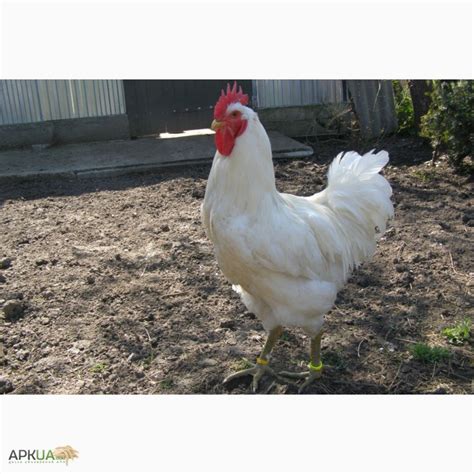 Купить КУРЫ породы Джерсийский гигант белый, Черновцы, Куры — APKUA