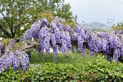 Les Plantes Qui Fleurissent En Juin