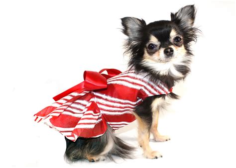 KO Couture Pet Fashion: New Christmas Dog Dresses!!!