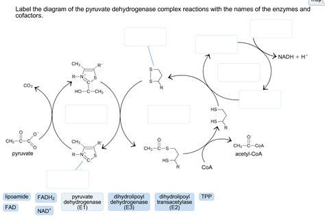 Pyruvate Dehydrogenase Complex Diagram