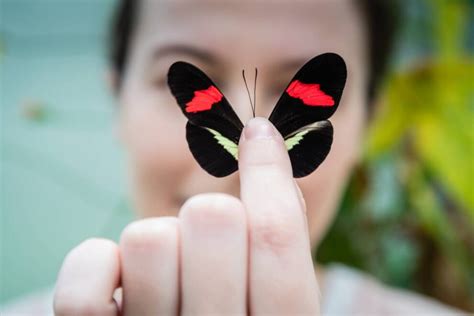 140 Curiosidades De Las Mariposas DATOS CURIOSOS