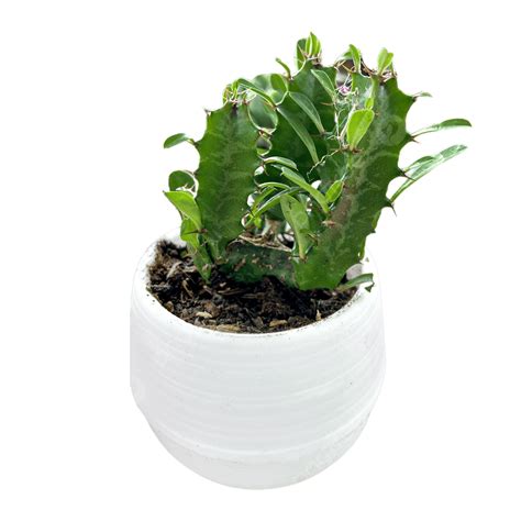 Succulent With Pot Succulent Pot Nature Png Transparent Clipart