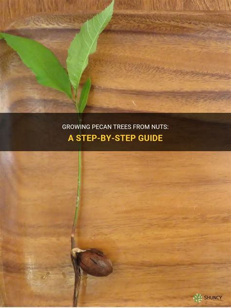 Growing Pecan Trees From Nuts A Step By Step Guide Shuncy