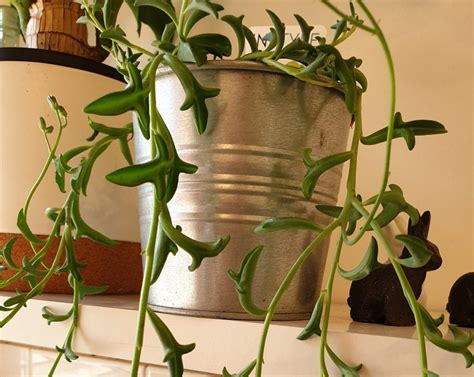 Why the Dolphin Plant is the Internet’s Newest Green Craze - The garden!