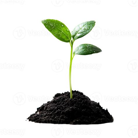 New plant sprouting in sunlight isolated transparent 52645755 PNG