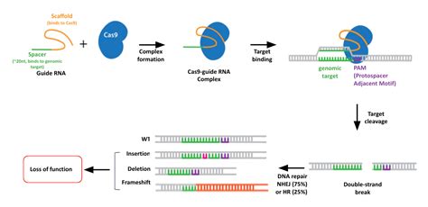 Slides Introduction To Crispr Screen Analysis Crispr Screen Analysis