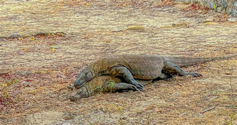 Komodo Dragon In July 2023 By Rwcannon57 Mating Komodo Dragons