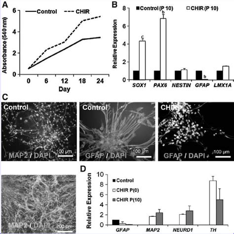 Characterization Of HiPSC NPs Proliferation And Differentiation