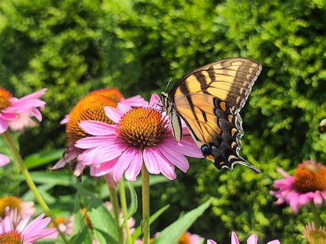 Premium Photo A Giant Swallowtail On An Eastern Purple Coneflower