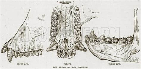 The Teeth of the Gorilla stock image | Look and Learn