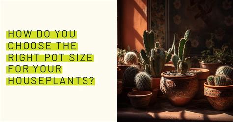 choose   pot size   houseplants